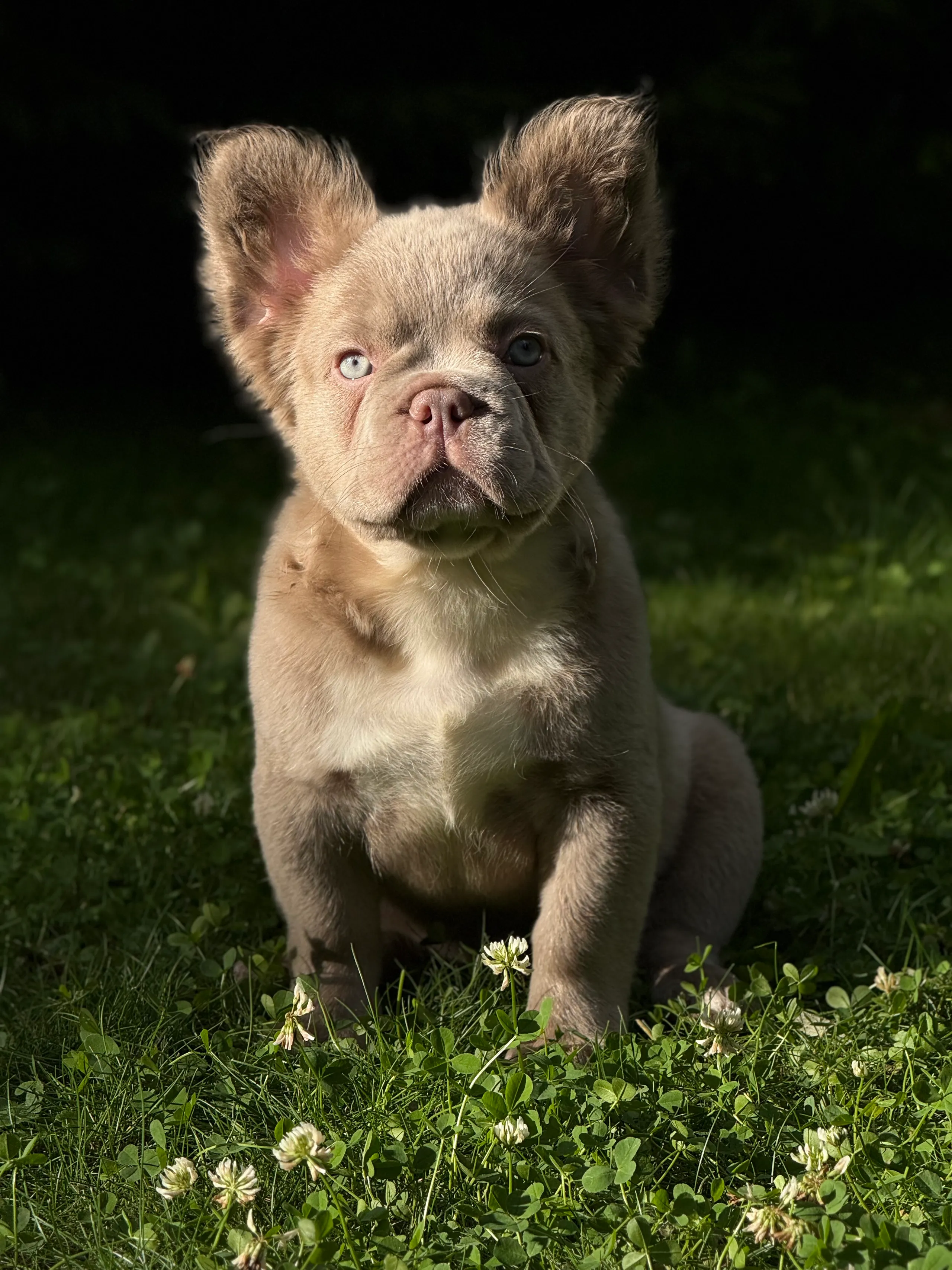 Что такое FLUFFY?