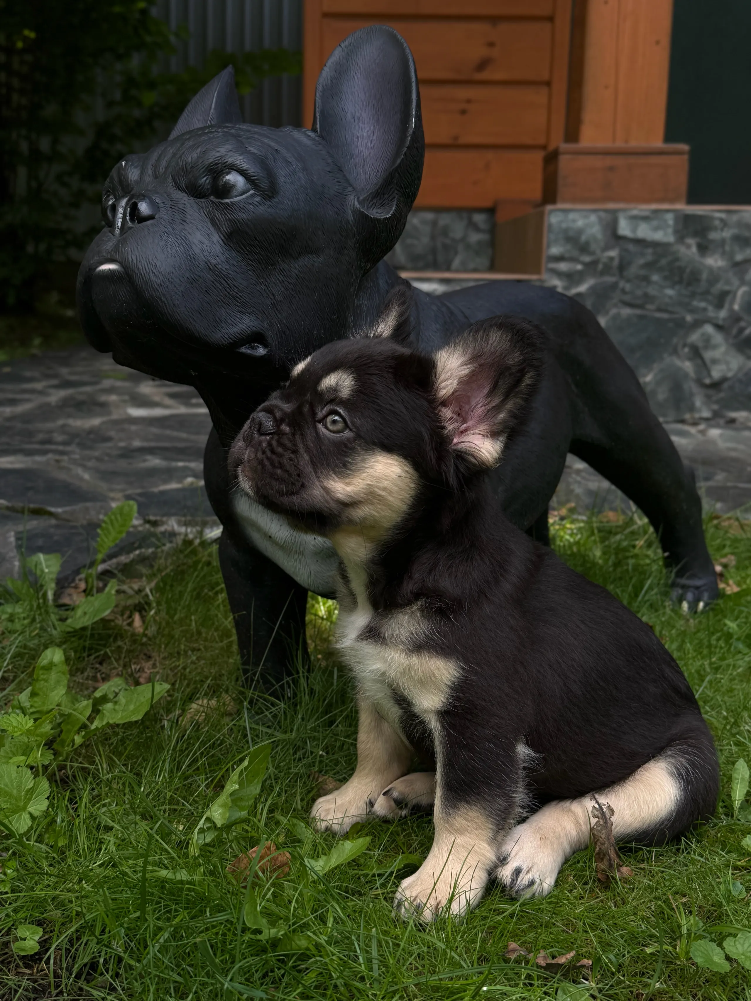 Кофе — щенок французского бульдога