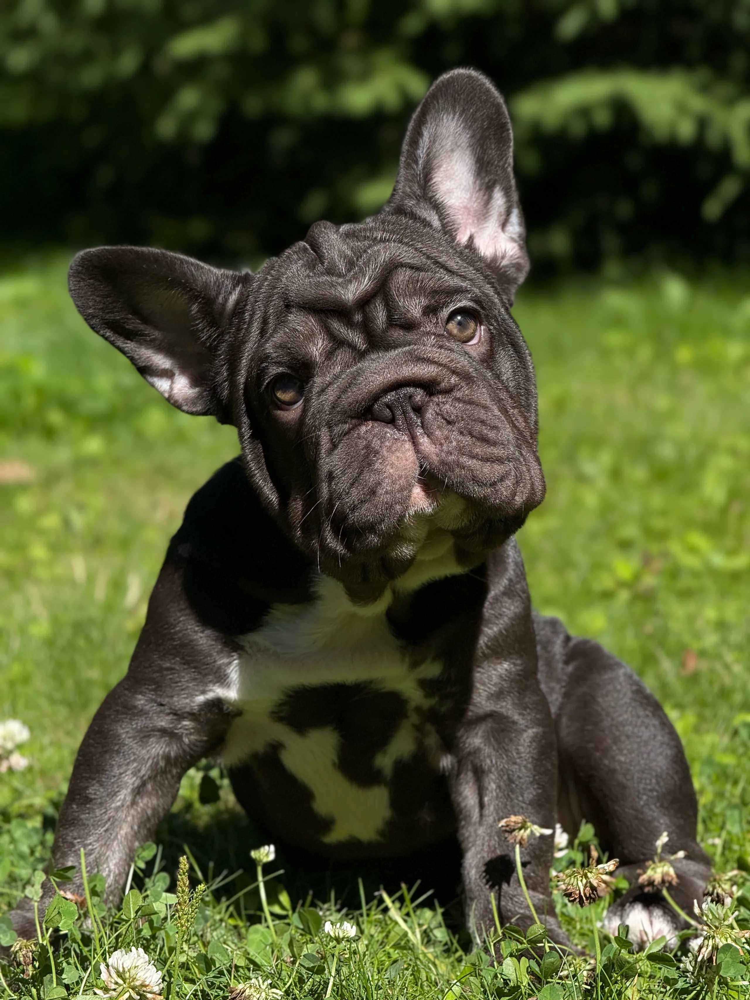 Бинни — щенок французского бульдога